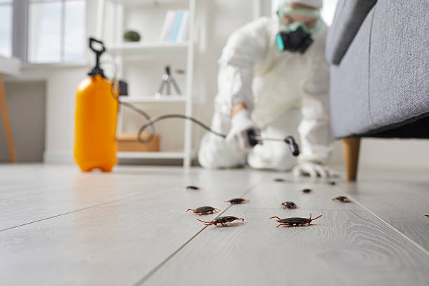 Commercial Kitchen Cockroach Control in Moulton